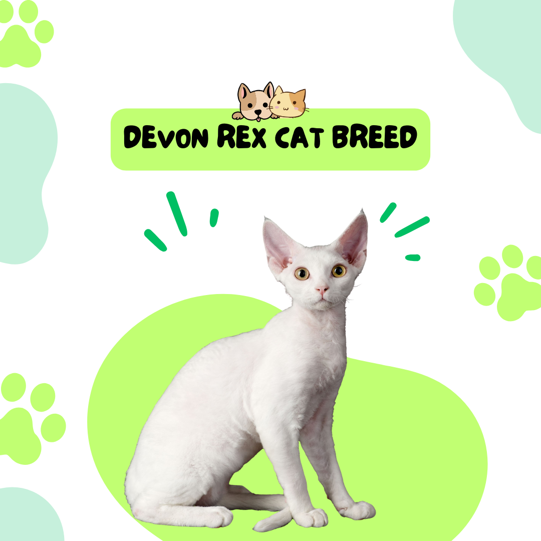 Devon Rex Cat Breed