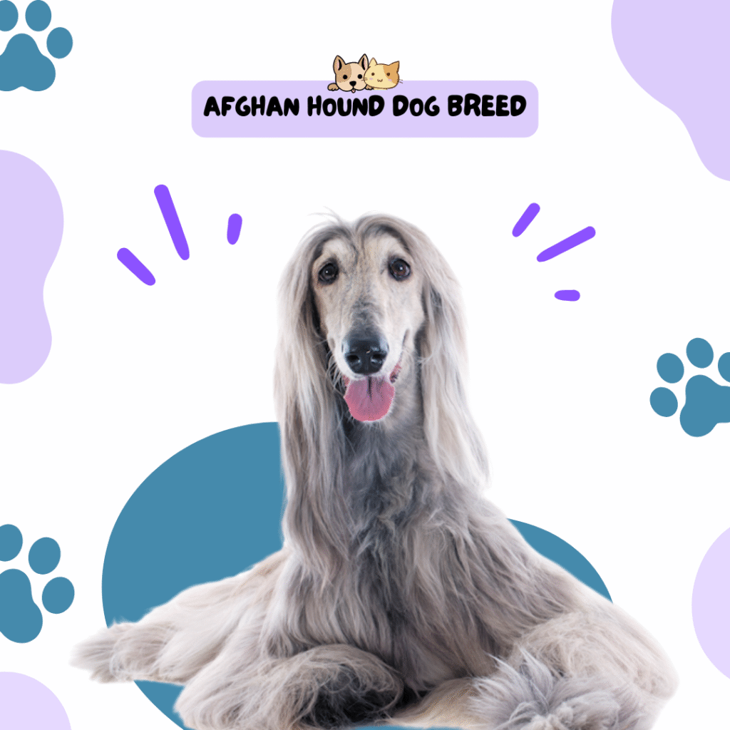 Afghan Hound Dog Breed