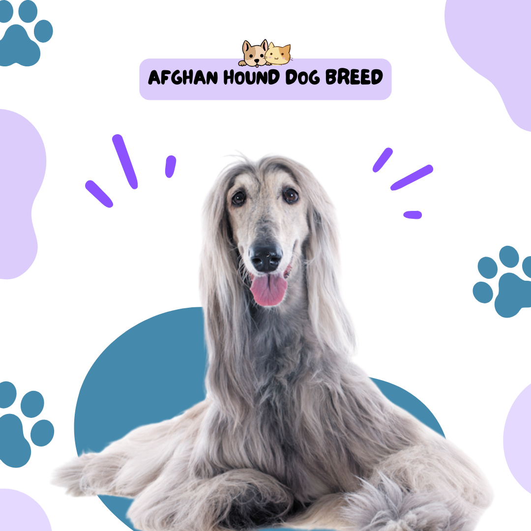 Afghan Hound Dog Breed