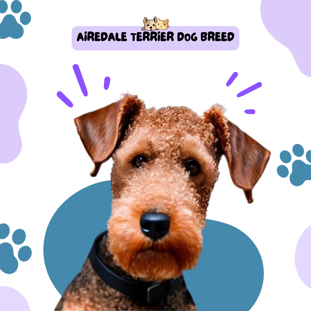 Airedale Terrier Dog Breed