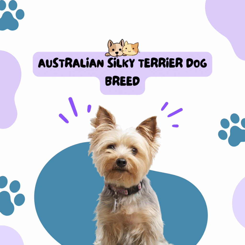 Australian Silky Terrier