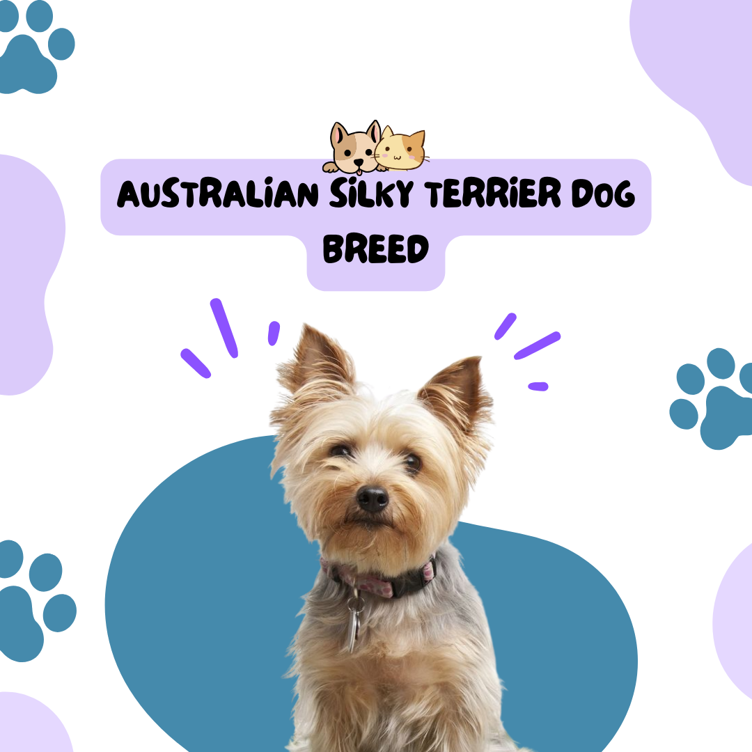 Australian Silky Terrier