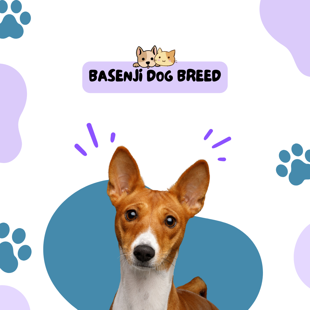 Basenji Dog Breed