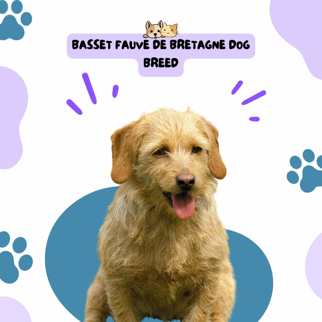 Basset Fauve De Bretagne Dog Breed