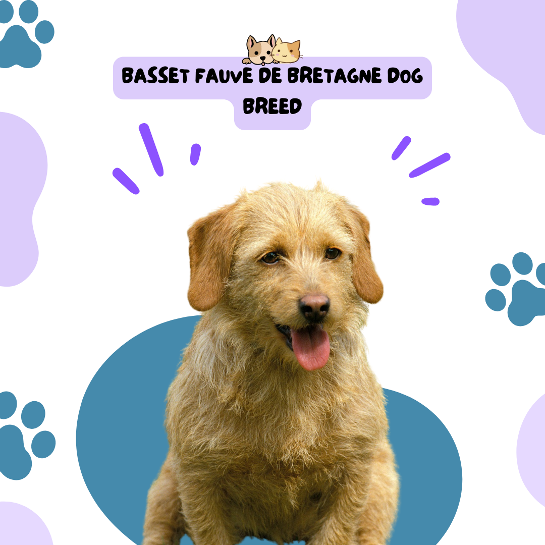 Basset Fauve De Bretagne Dog Breed
