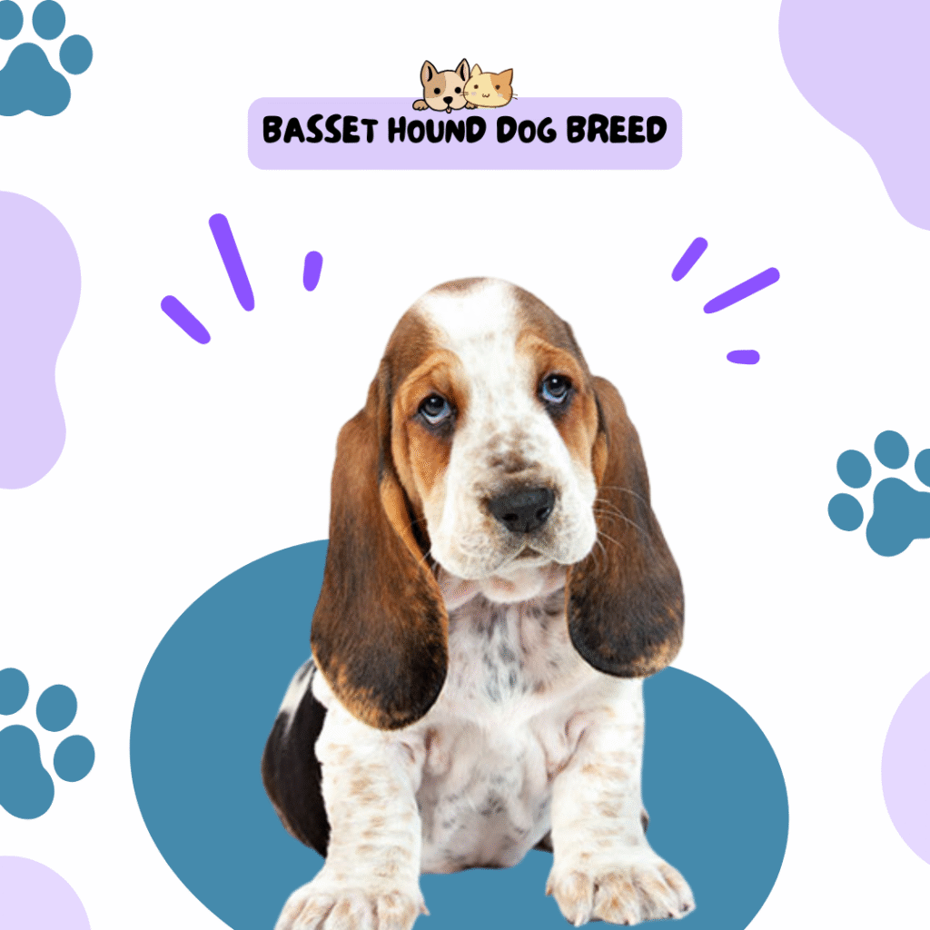 Basset Hound dog breed