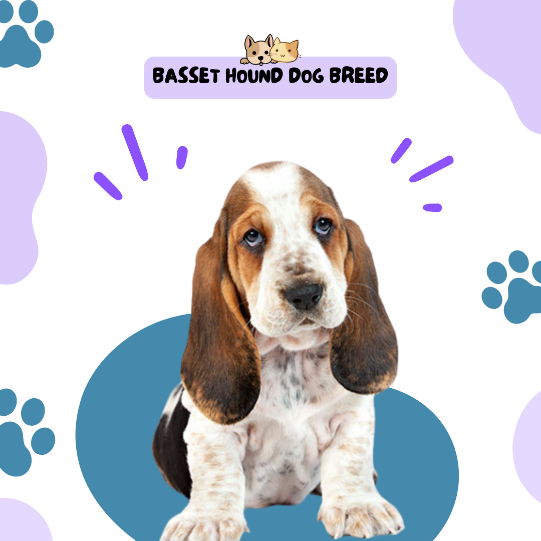 Basset Hound dog breed