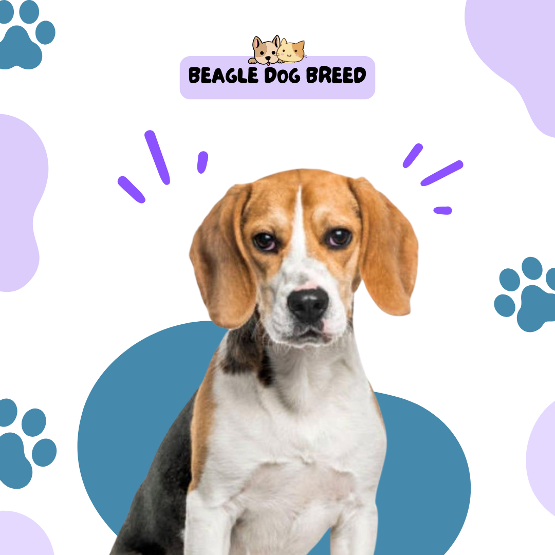 Beagle Dog Breed