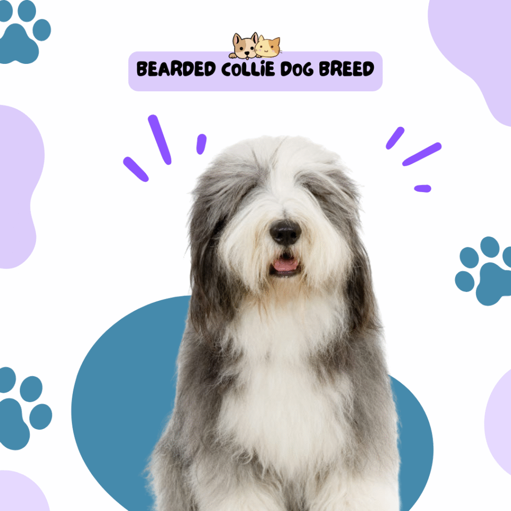 Bearded Collie Dog Breed