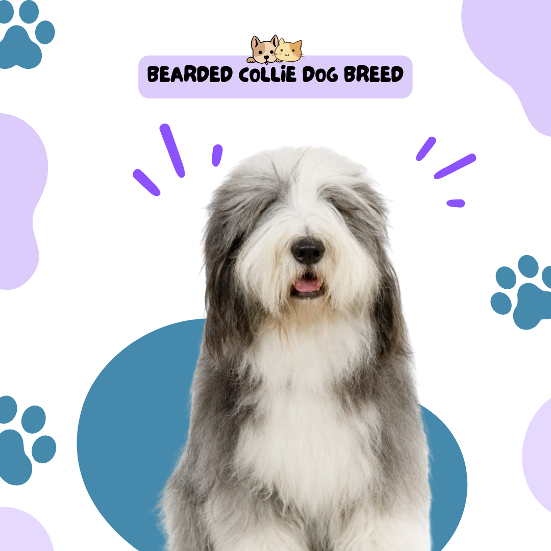 Bearded Collie Dog Breed