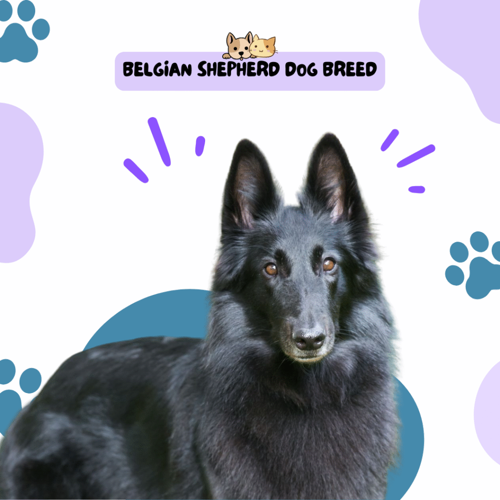 Belgian Shepherd Dog Breed