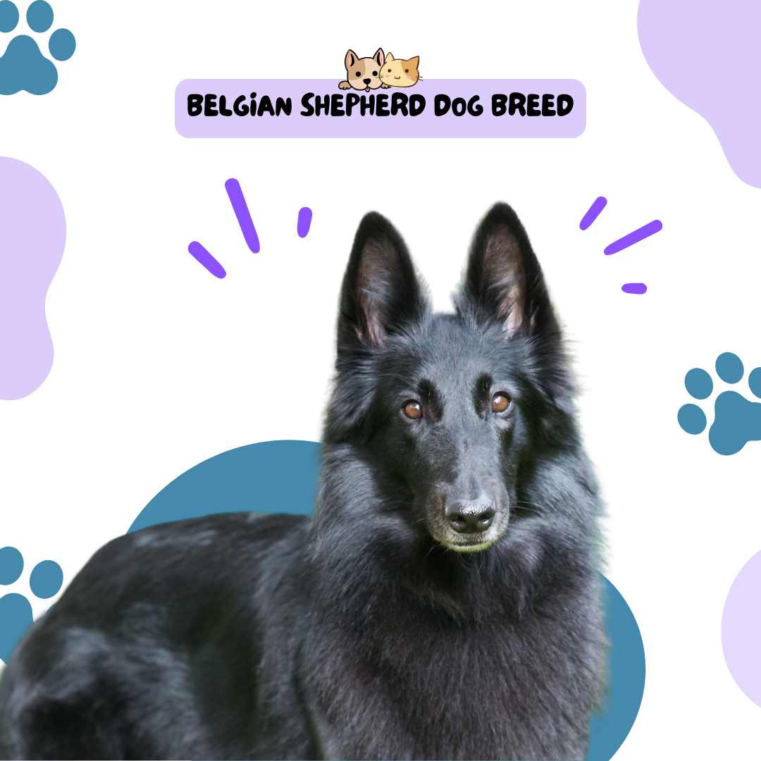 Belgian Shepherd Dog Breed