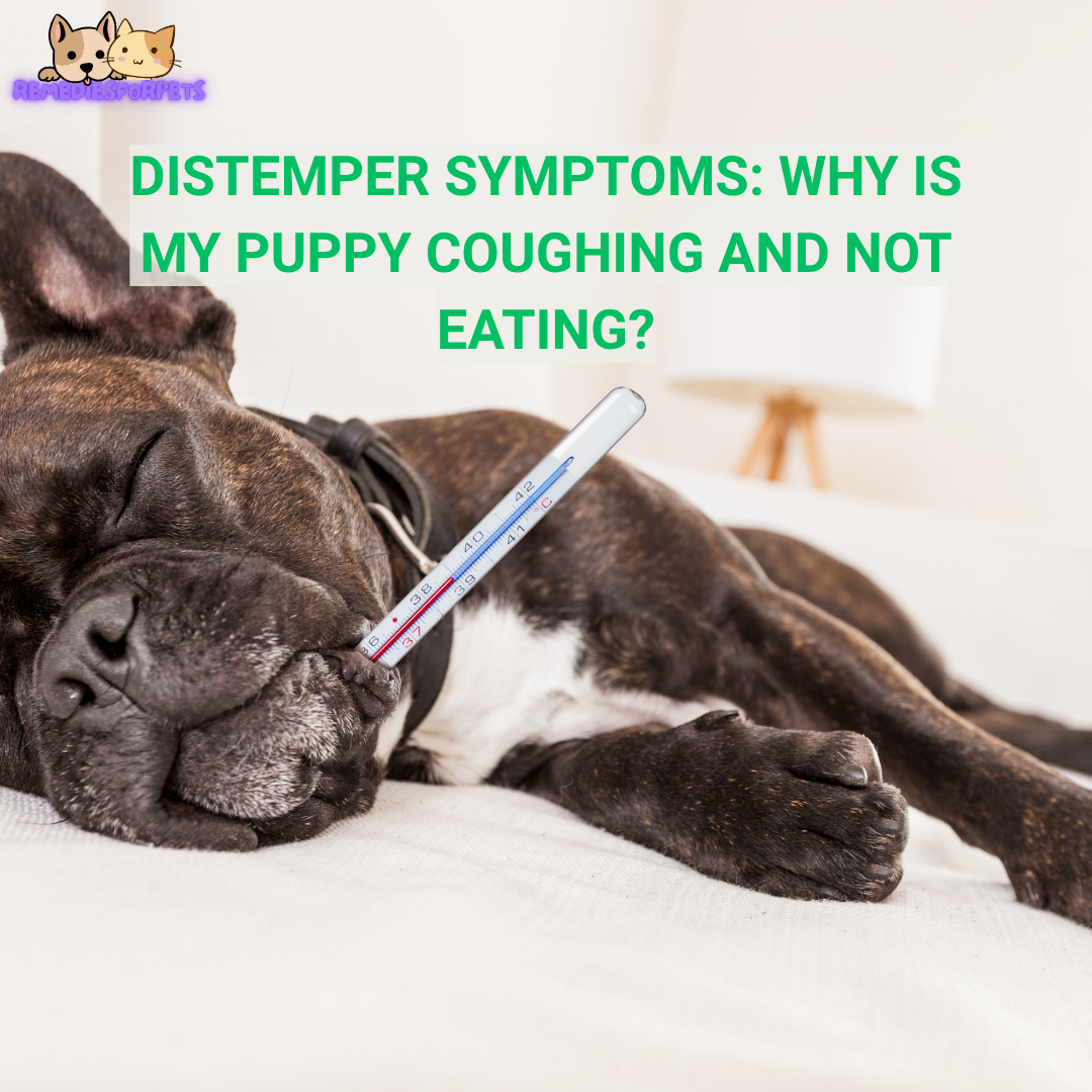 Distemper in Dogs: Symptoms, Treatment, and Home Remedies Before the Vet