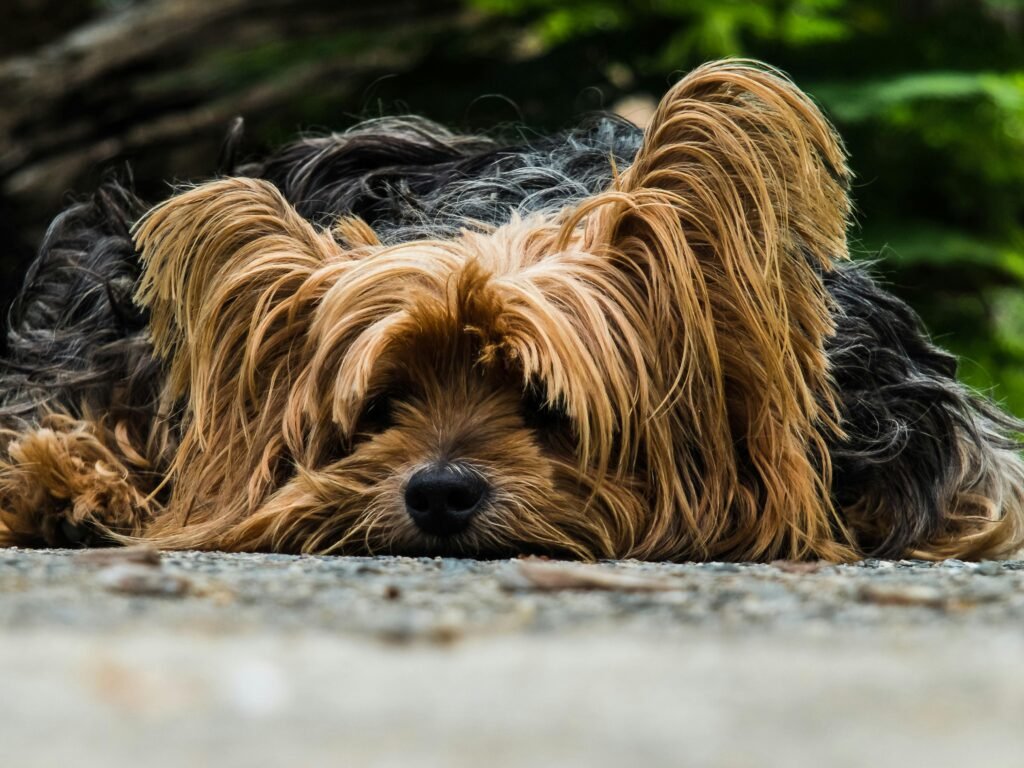 A cute Yorkshire Terrier lying down outside, showcasing its fluffy fur in a serene setting.