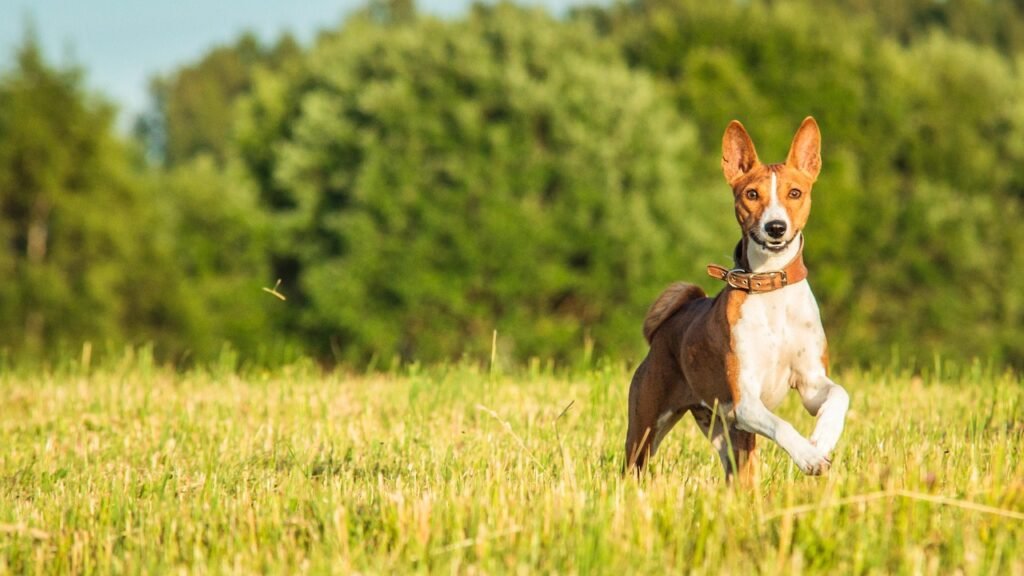 basenji, pet, dog, nature, running, field, outdoors, active, animal, agility, athletic, canine, competition, fun, game