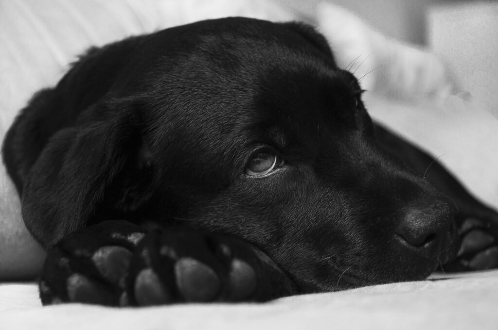 labrador, dog, animal, nature, doggie, sight, pet, beast, fur, sick, snout, doggy, black, race, puppy