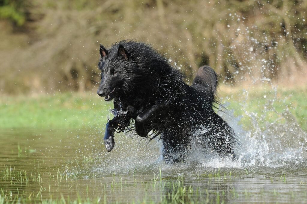 belgian shepherd dog, water, nature, dog, cooling down, motion recording, waterdrop, animal, shepherd dog, pet, leap