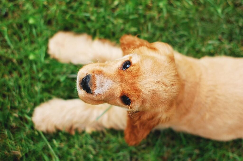cocker spaniel english, dog, cocker spaniel, coker, spaniel, doggy, puppy, animal, gold, pet, rudy, red, grass, green, nature, in advance, sweet, outside