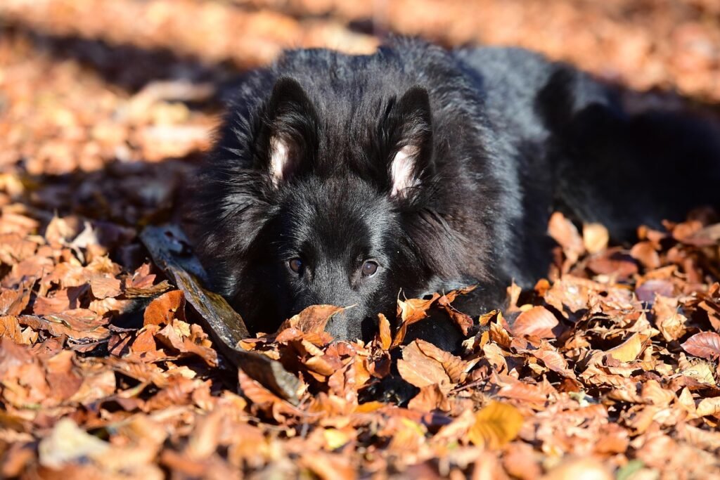 belgian shepherd dog, groenendael, animals, nature, dogs, groenendael, groenendael, groenendael, groenendael, groenendael, nature