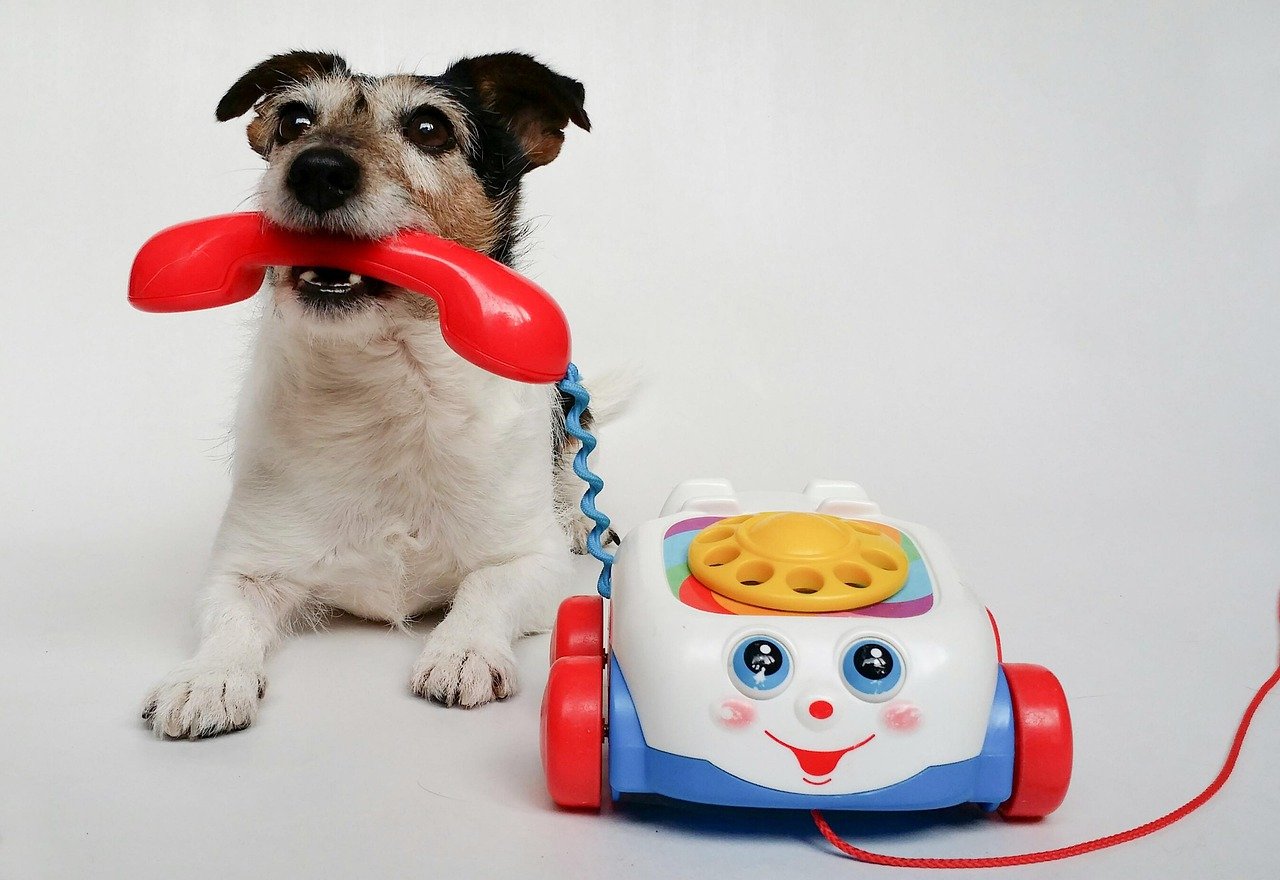 jack russell terrier, dog, puppy, phone, toy, nature, pet, animal, young dog, canine, purebred dog, doggy, calling, play, playful, telephone, cute