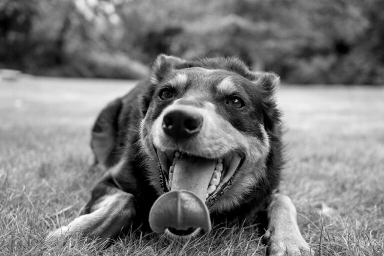 dog, kelpie, australian kelpie, hound, animal, canine, nature, pet, black and white