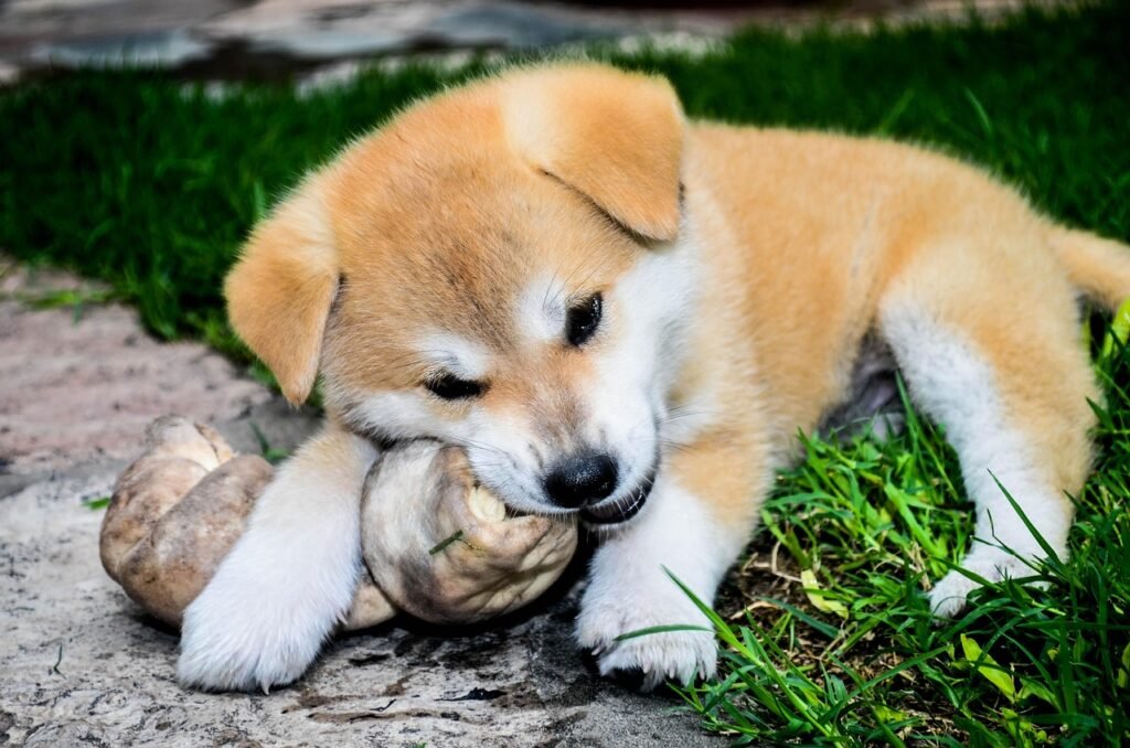 bone, puppy, female, dogs, akita inu, dad, animals, race, eating, akita inu, akita inu, akita inu, akita inu, akita inu