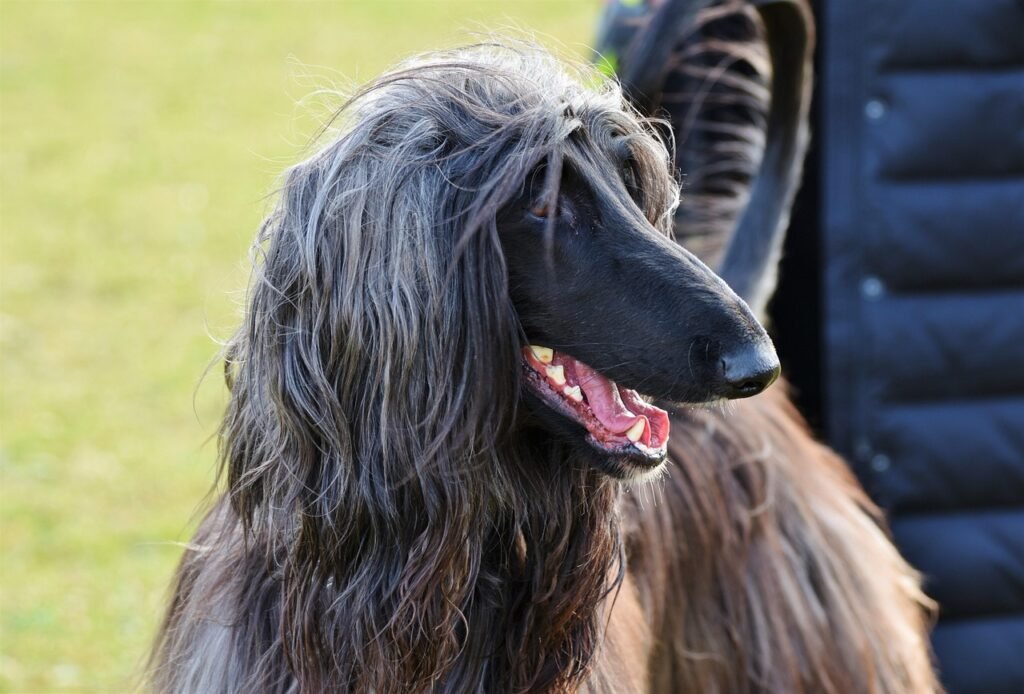 afghan, greyhound, afghan hound, balutschi-greyhound, dog, purebred dog, hair, snout, teeth, denture, bite, run, cute, nature, pet, domestic animal, animal