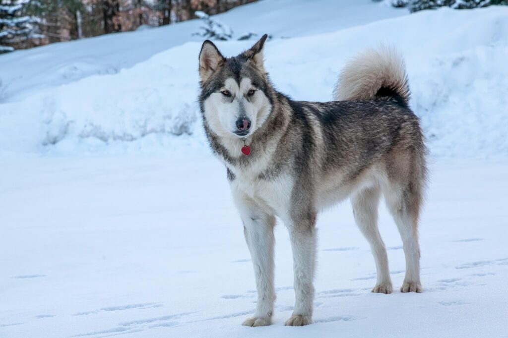 animal, dog, mammal, species, nature, canine, breed, fauna, pet, malamute, snow, alaskan