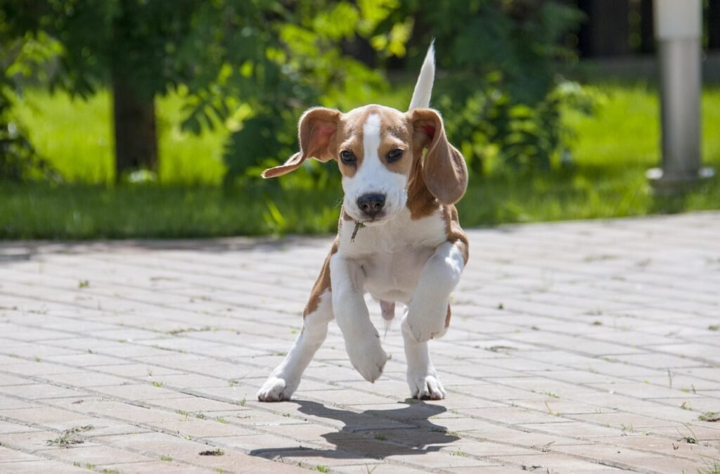 beagle, dog, puppy, nature, pet, animal, young, doggy