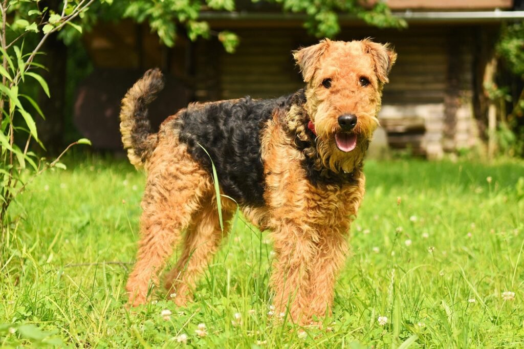 dog, airedale terrier, domestic animal, purebred, airedale, race, pedigree, domesticated, animal, terrier, pet, loyalty, mammal, companion, mutt, cute, friend, furry, kitten, nature, fur, cat, hound