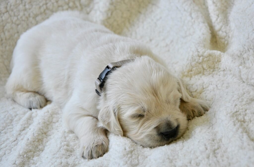 golden retriever puppy, young dog, nature, puppy of three weeks, puppy sleeping, pet, cute, animal, canine, puppy grey, dog, female dog