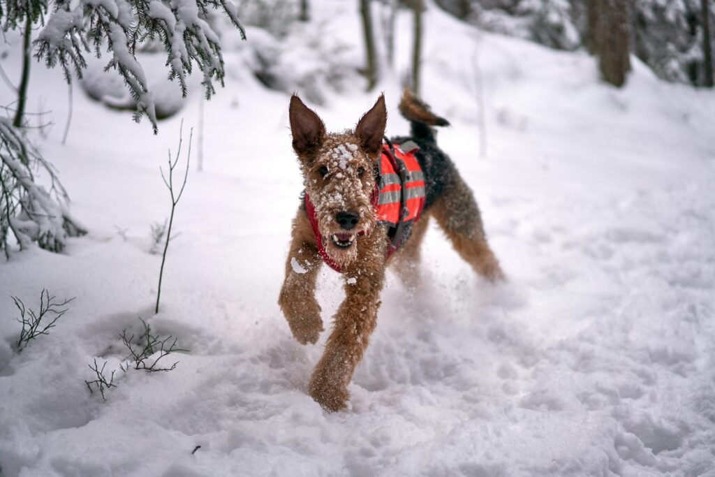 An Airedale Terrier wearing a vest runs through the snow in a wintery Oslo landscape.