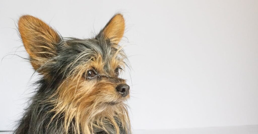 Close-up portrait of a Yorkshire Terrier against a plain white backdrop.