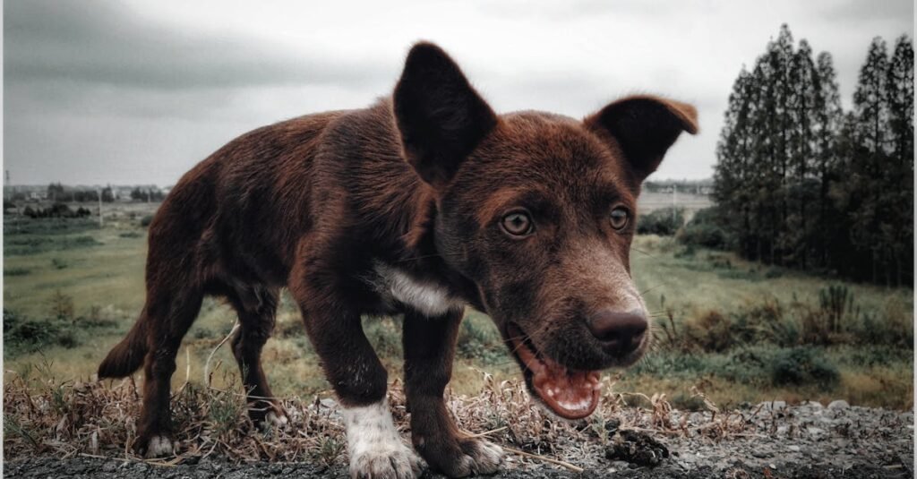 Cute Australian Kelpie puppy exploring a rural landscape on a cloudy day.