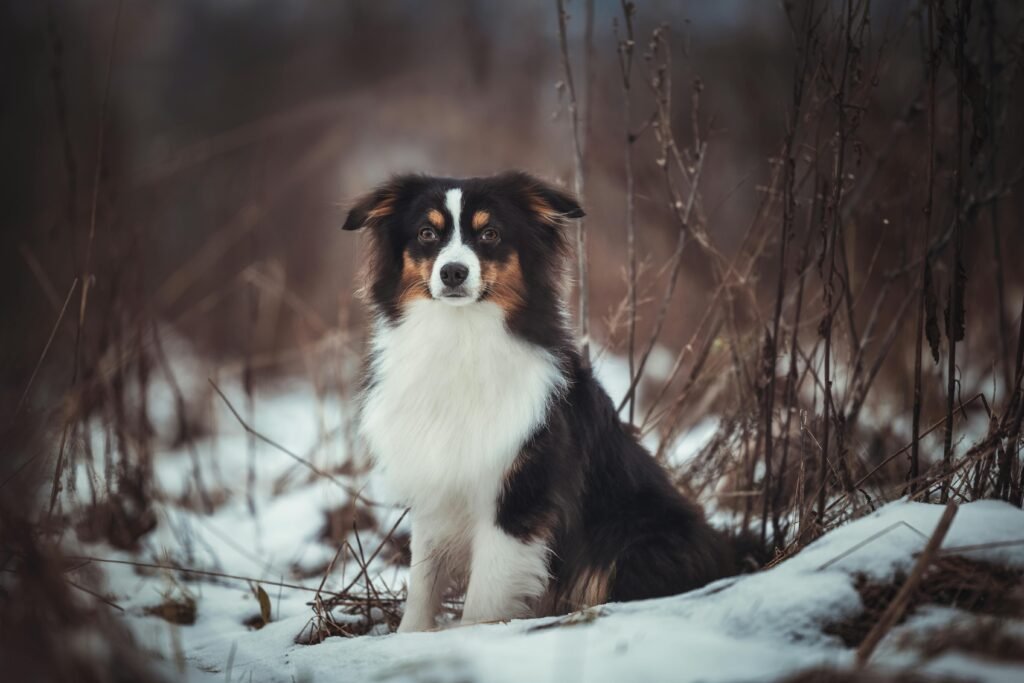 Vibrant Australian Shepherd dog sitting in a snowy winter field, showcasing pet photography.