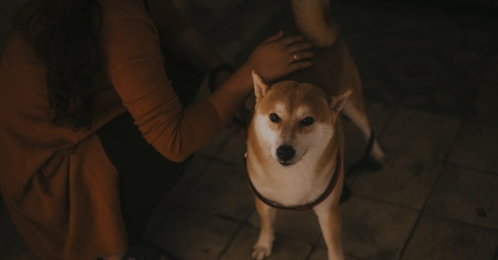 A Shiba Inu dog looking at the camera while being petted by its owner indoors.