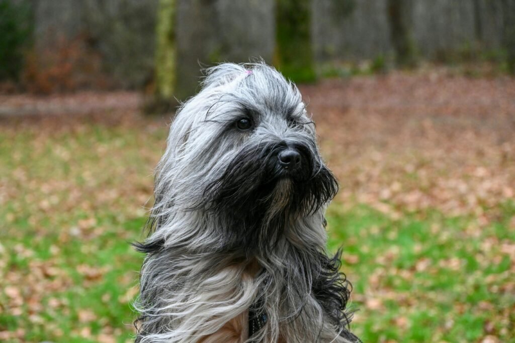 A charming Bearded Collie with long fur poses in a park during autumn, surrounded by fallen leaves.