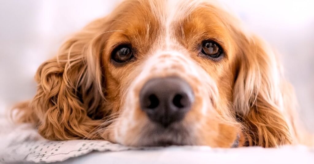 A serene cocker spaniel dog resting indoors, showcasing its gentle expression and beautiful fur.
