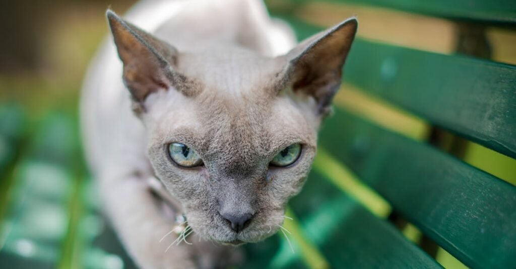 A Devon Rex cat intensely looking ahead while walking on a green garden bench outdoors.