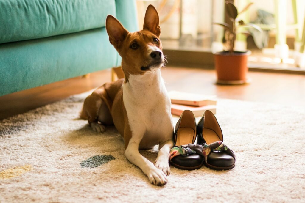 Cute Basenji dog relaxing indoors on a rug beside shoes in a cozy setting.