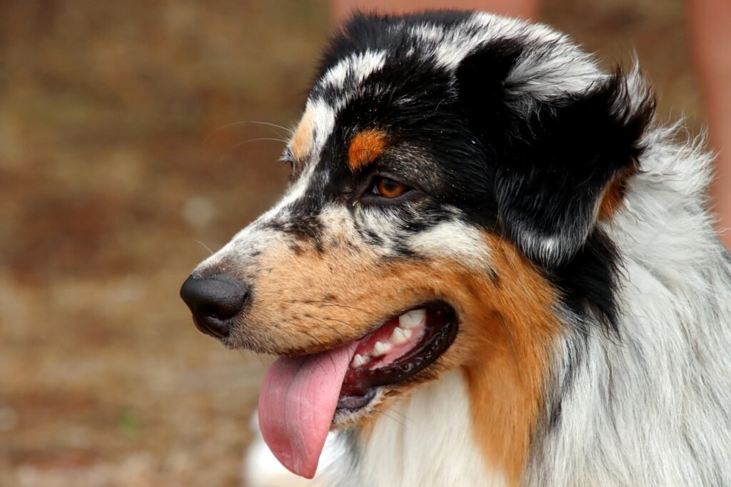 Beautiful close-up of a smiling Australian Shepherd dog with tongue out, showcasing its vibrant coat.